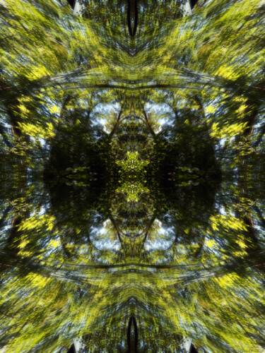 Forest Abstract 1