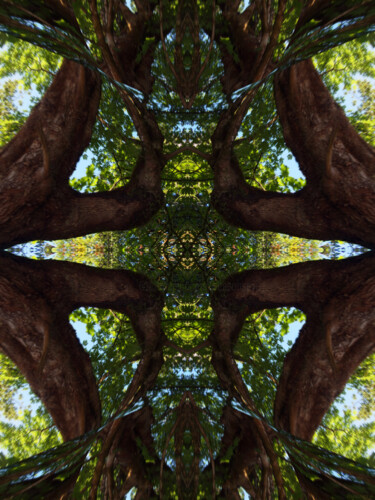 Forest Abstract 12