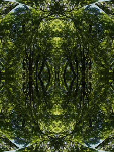 Forest Abstract 20