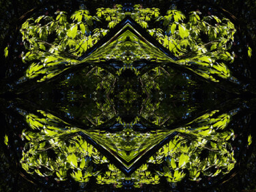 Forest Abstract 24