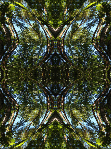 Forest Abstract 29