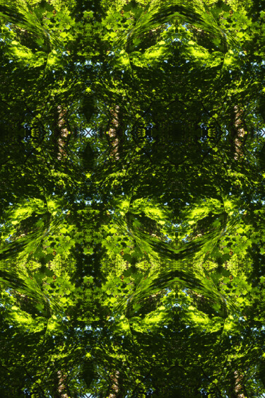 Forest Abstract 41