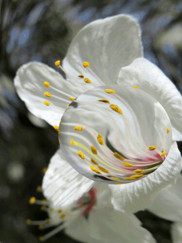 White Flower