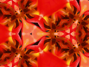 Kaleidoscope Geometry Pattern From Nature 3