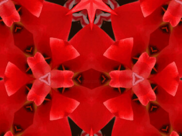 Kaleidoscope Geometry Pattern From Nature 5