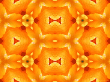 Kaleidoscope Geometry Pattern From Nature 73